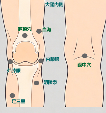 膝盖穴位图